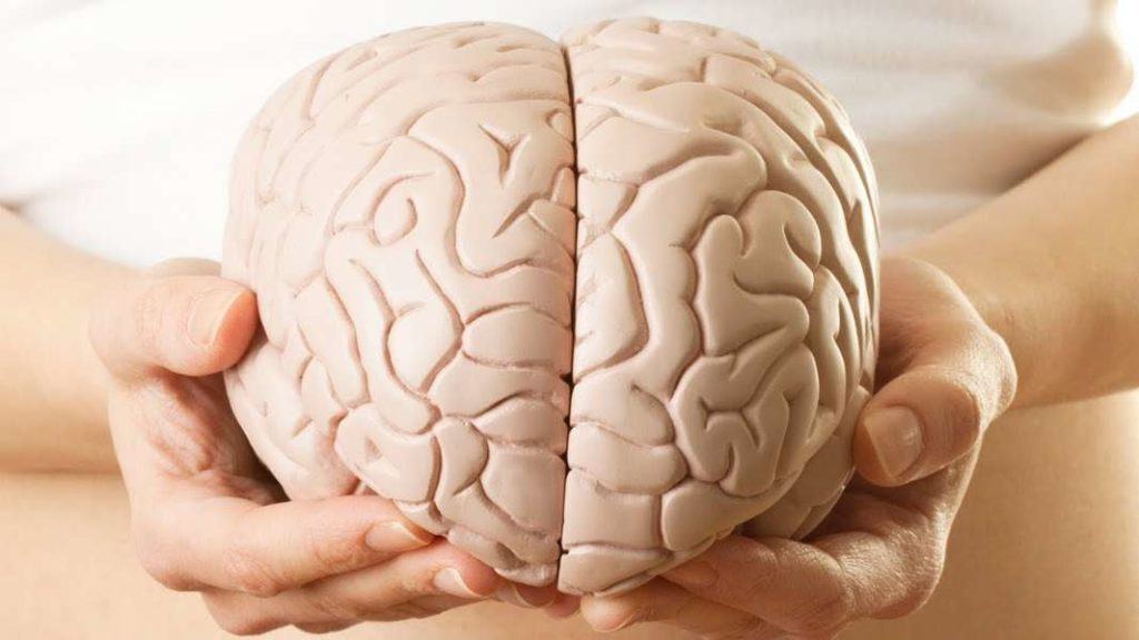 Cấu trúc và chức năng của não bộ